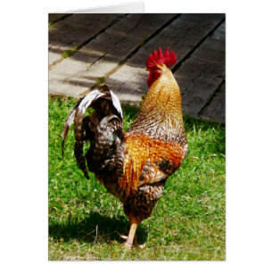 Strutting Rooster