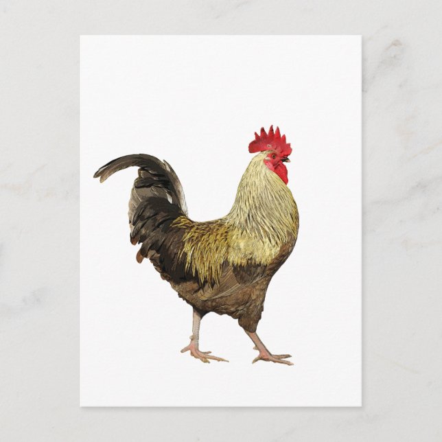 Strutting Rooster Postcard (Front)