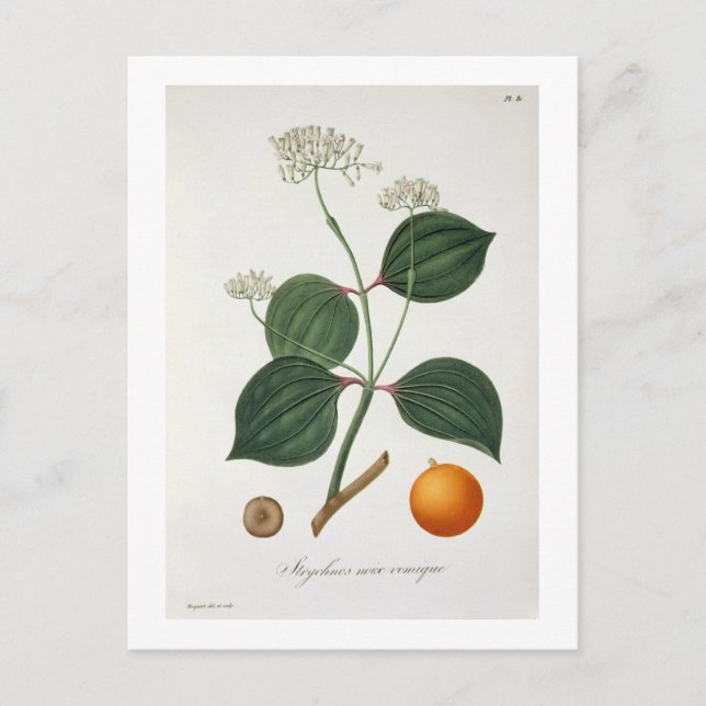 Strychnos nux vomica from 'Phytographie Medicale' Postcard (Front)