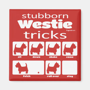 Stubborn Westie Tricks Magnet