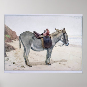 Studies of Animals Poster