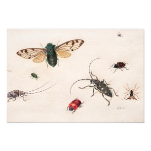 Studies of Insects by Johannes Bronckhorst Photo Print