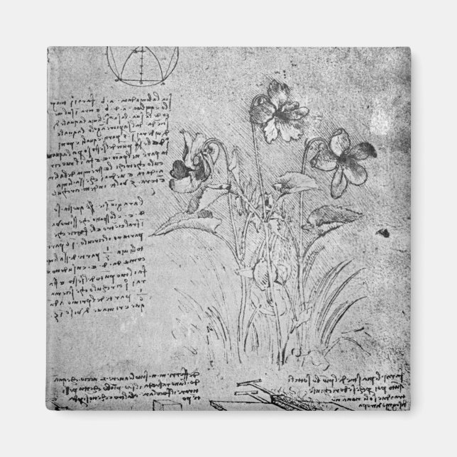 Studies of Violas Magnet (Front)