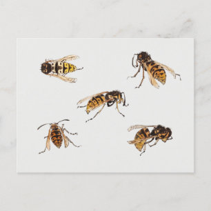 Studies of wasps - Julie de Graag Postcard