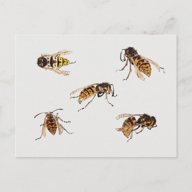 Studies of wasps - Julie de Graag Postcard (Front)