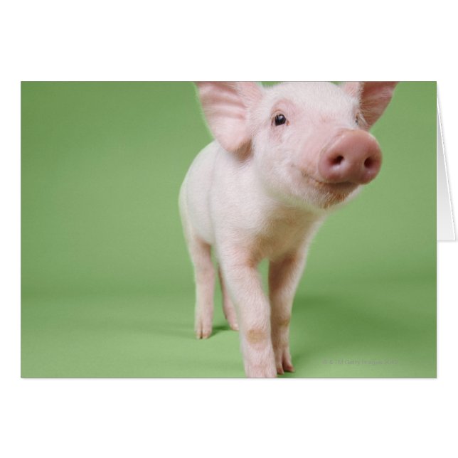 Studio Cut Out of a Piglet Standing (Front Horizontal)