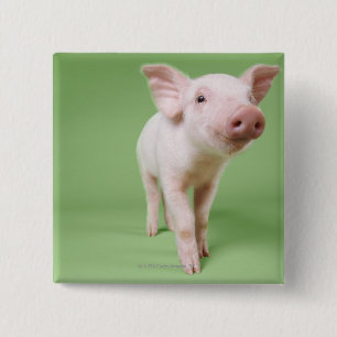 Studio Cut Out of a Piglet Standing 15 Cm Square Badge