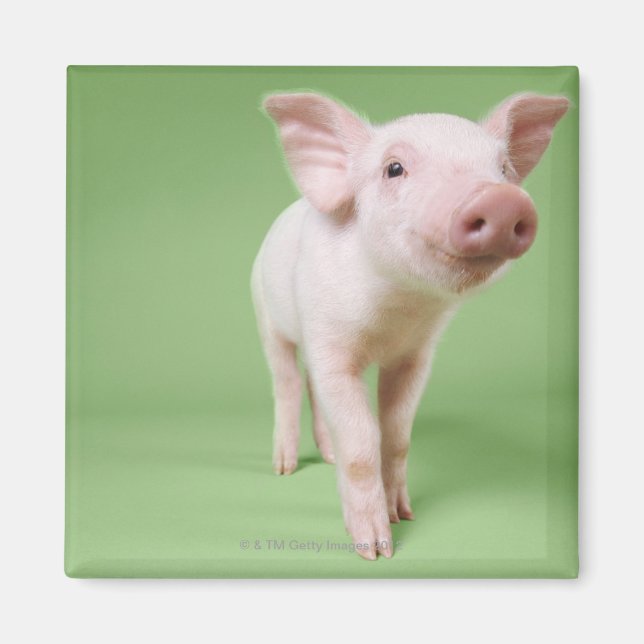 Studio Cut Out of a Piglet Standing Magnet (Front)