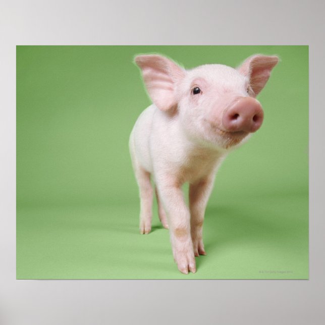 Studio Cut Out of a Piglet Standing Poster (Front)
