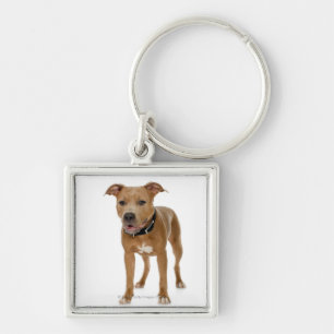 Studio portrait of American pit bull puppy 2 Key Ring