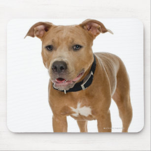 Studio portrait of American pit bull puppy 2 Mouse Mat
