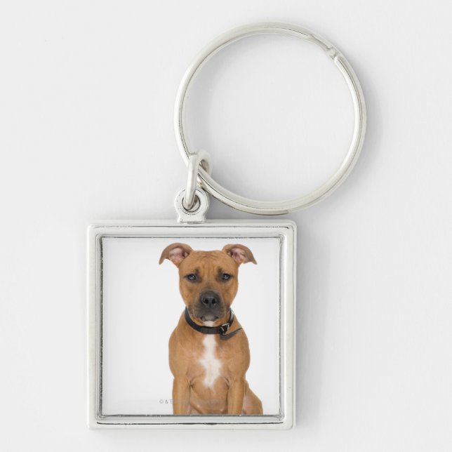 Studio portrait of American pit bull puppy 3 Key Ring (Front)