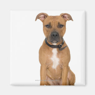 Studio portrait of American pit bull puppy 3 Magnet