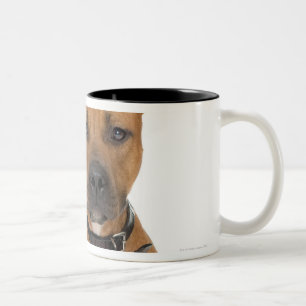 Studio portrait of American pit bull puppy 3 Two-Tone Coffee Mug
