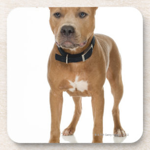 Studio portrait of American pit bull puppy Coaster