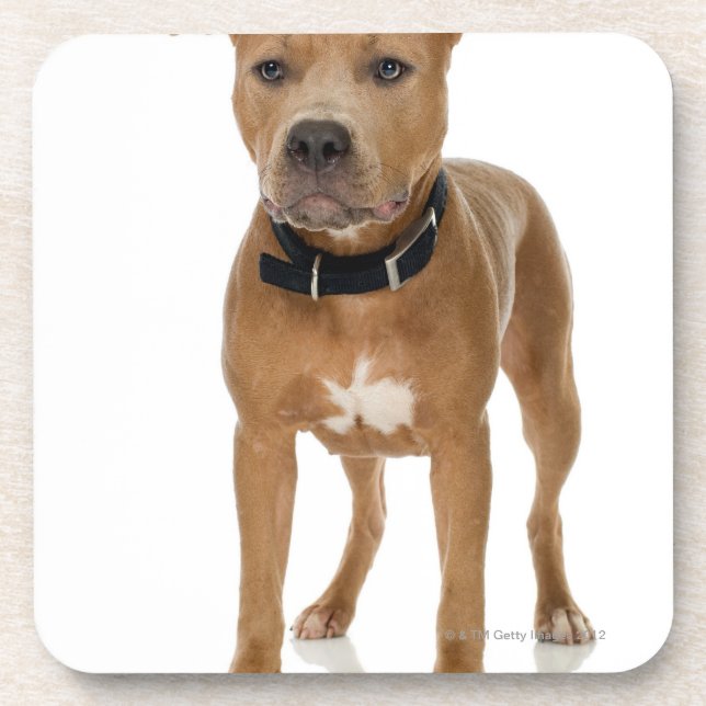 Studio portrait of American pit bull puppy Coaster (Front)