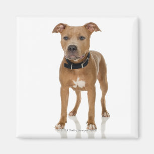 Studio portrait of American pit bull puppy Magnet