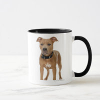 Studio portrait of American pit bull puppy