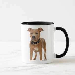 Studio portrait of American pit bull puppy Mug