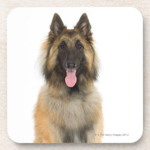 Studio portrait of Belgian shepherd dog Coaster