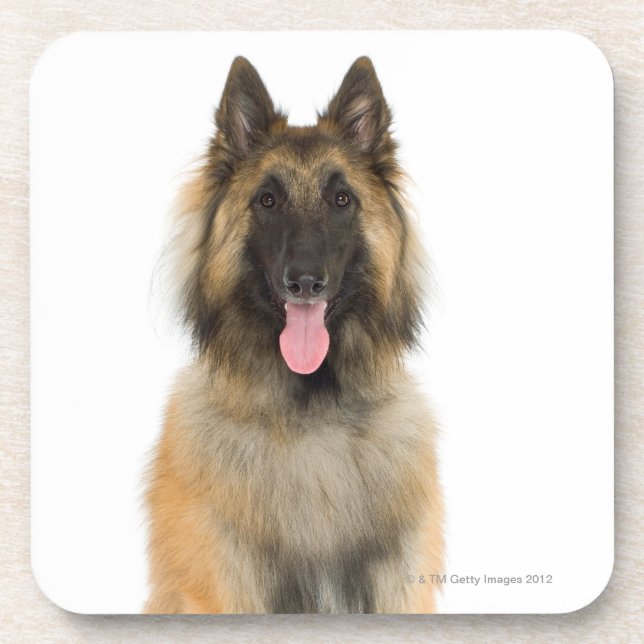 Studio portrait of Belgian shepherd dog Coaster (Front)