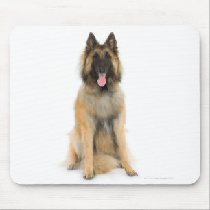Studio portrait of Belgian shepherd dog Mouse Mat
