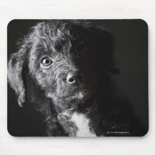 Studio portrait of black jack-a-doodle mouse mat