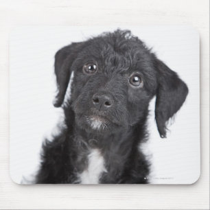 Studio portrait of black jack-a-doodle mouse mat
