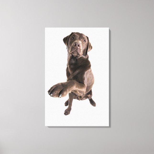 Studio portrait of Chocolate Labrador Canvas Print (Front)