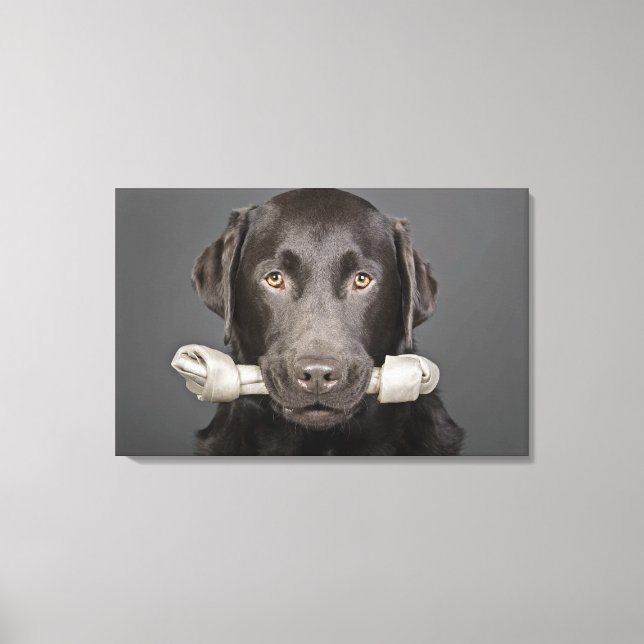 Studio portrait of chocolate labrador carrying canvas print (Front)