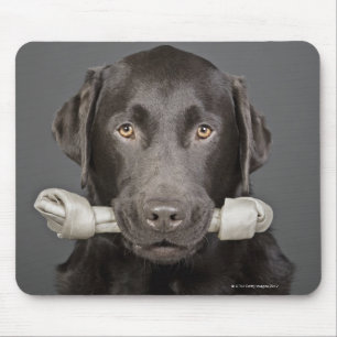 Studio portrait of chocolate labrador carrying mouse mat