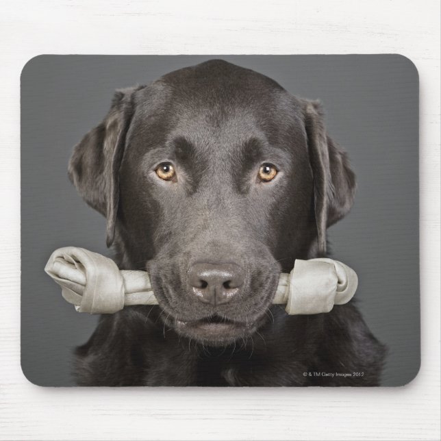 Studio portrait of chocolate labrador carrying mouse mat (Front)