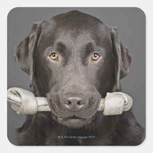 Studio portrait of chocolate labrador carrying square sticker