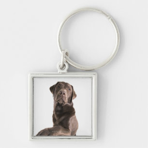 Studio portrait of Chocolate Labrador Key Ring
