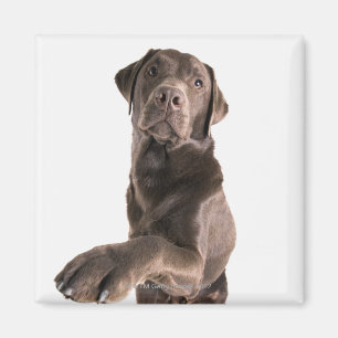 Studio portrait of Chocolate Labrador Magnet