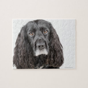 Studio portrait of cocker spaniel jigsaw puzzle