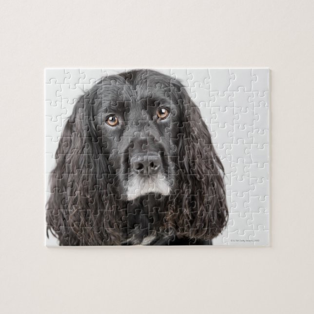Studio portrait of cocker spaniel jigsaw puzzle (Horizontal)