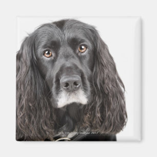 Studio portrait of cocker spaniel magnet