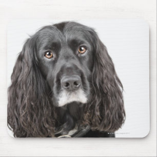 Studio portrait of cocker spaniel mouse mat