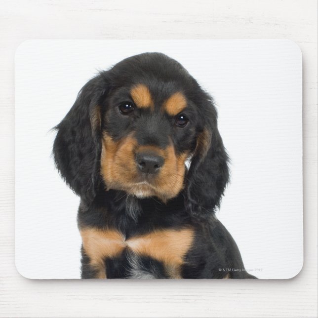 Studio portrait of Rottweiler puppy Mouse Mat (Front)