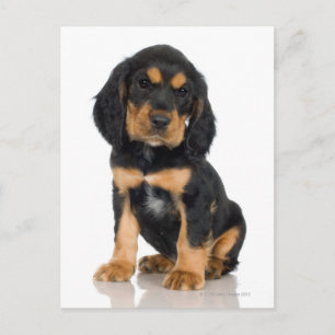 Studio portrait of Rottweiler puppy Postcard