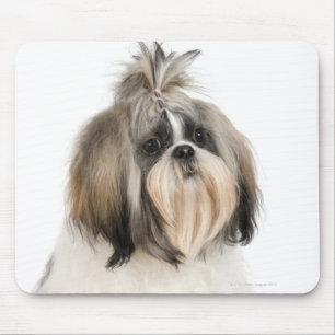 Studio portrait of Shih Tzu Mouse Mat