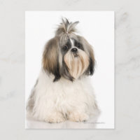 Studio portrait of Shih Tzu