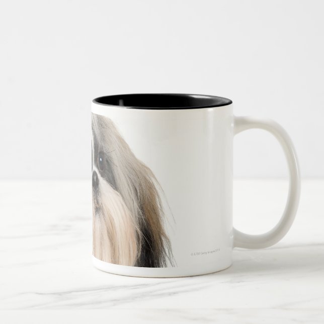 Studio portrait of Shih Tzu Two-Tone Coffee Mug (Right)