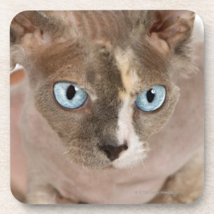 Studio portrait of Sphynx cat Coaster