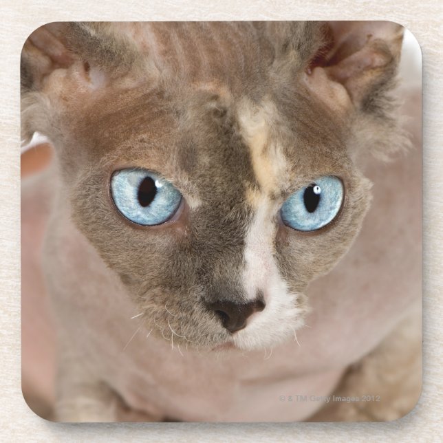 Studio portrait of Sphynx cat Coaster (Front)