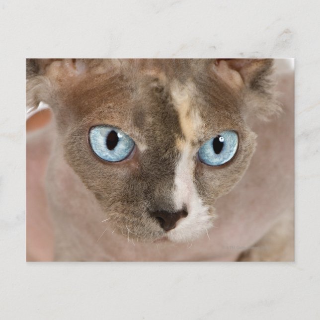 Studio portrait of Sphynx cat Postcard (Front)