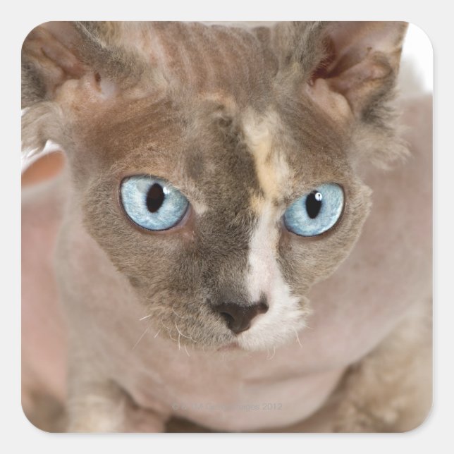 Studio portrait of Sphynx cat Square Sticker (Front)