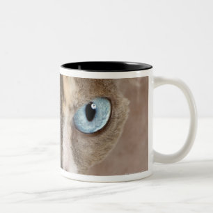 Studio portrait of Sphynx cat Two-Tone Coffee Mug