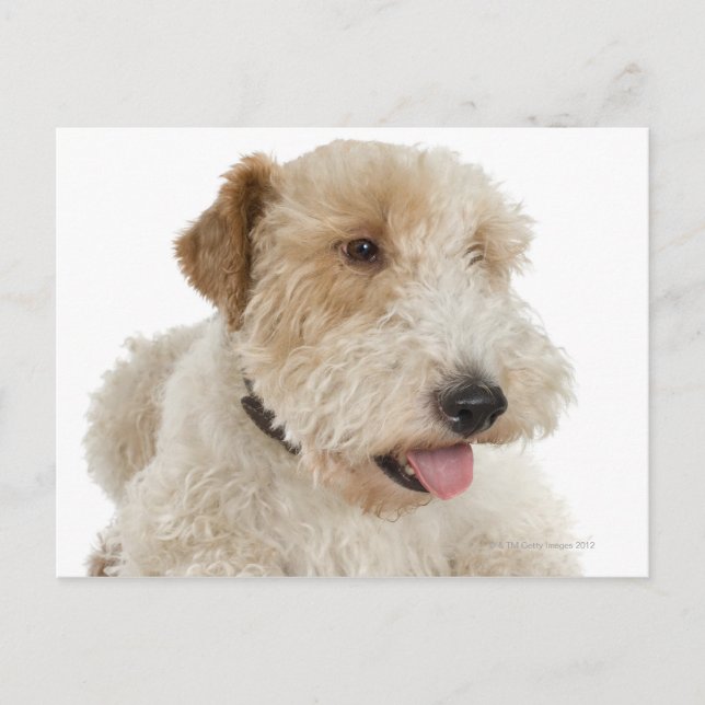 Studio portrait of Wheaten terrier puppy Postcard (Front)